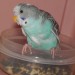 parakeet - monsey, NY