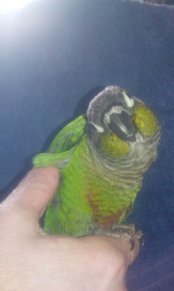 21-05-2013 lost conure in windsor on.JPG-2