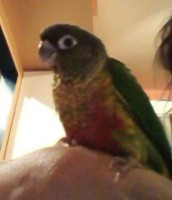 07-05-2014 perdu conure a charlesbourg qc