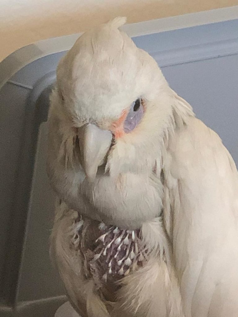 baby bare eyed cockatoo