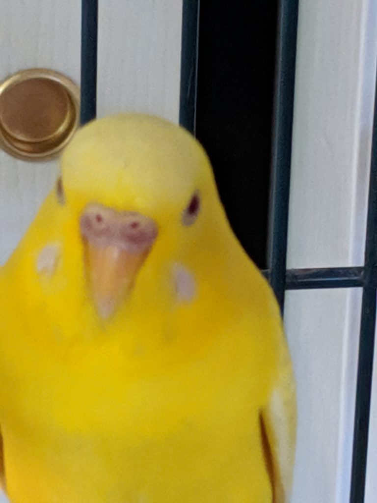 Yellow parakeet