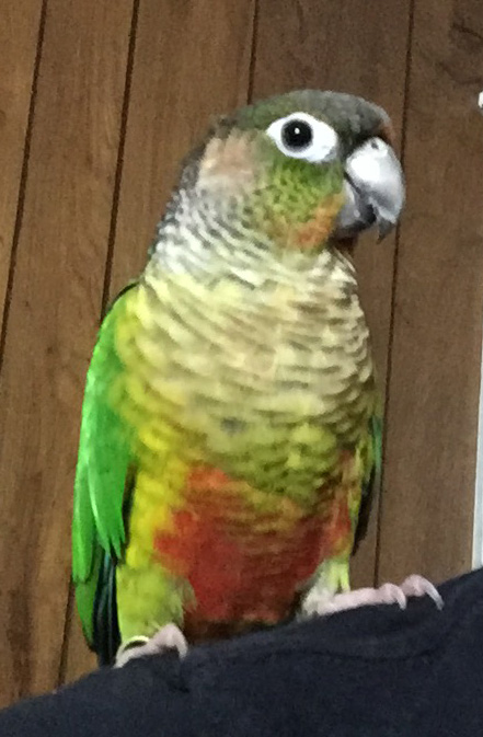 Found Green Cheek Conure