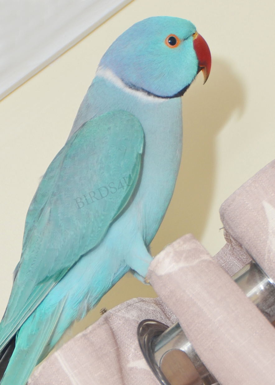 Scarborough, Ontario, Canada, Indian Ringneck “Blue” Sept 09-15