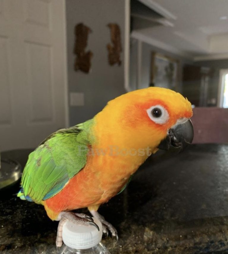 USA FL Miami, Jandaya parakeet ‘Tiago’ Nov 02 2019