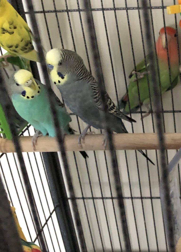 2 Budgies Missing