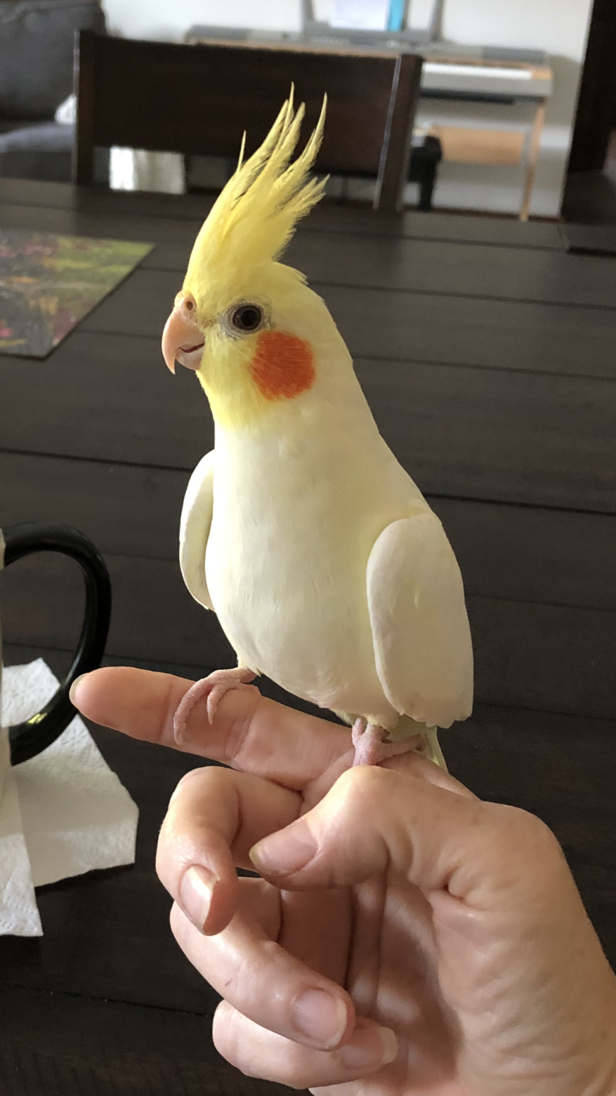 Usa Ca Thousand Oaks Cockatiel Yellow Mar 1120