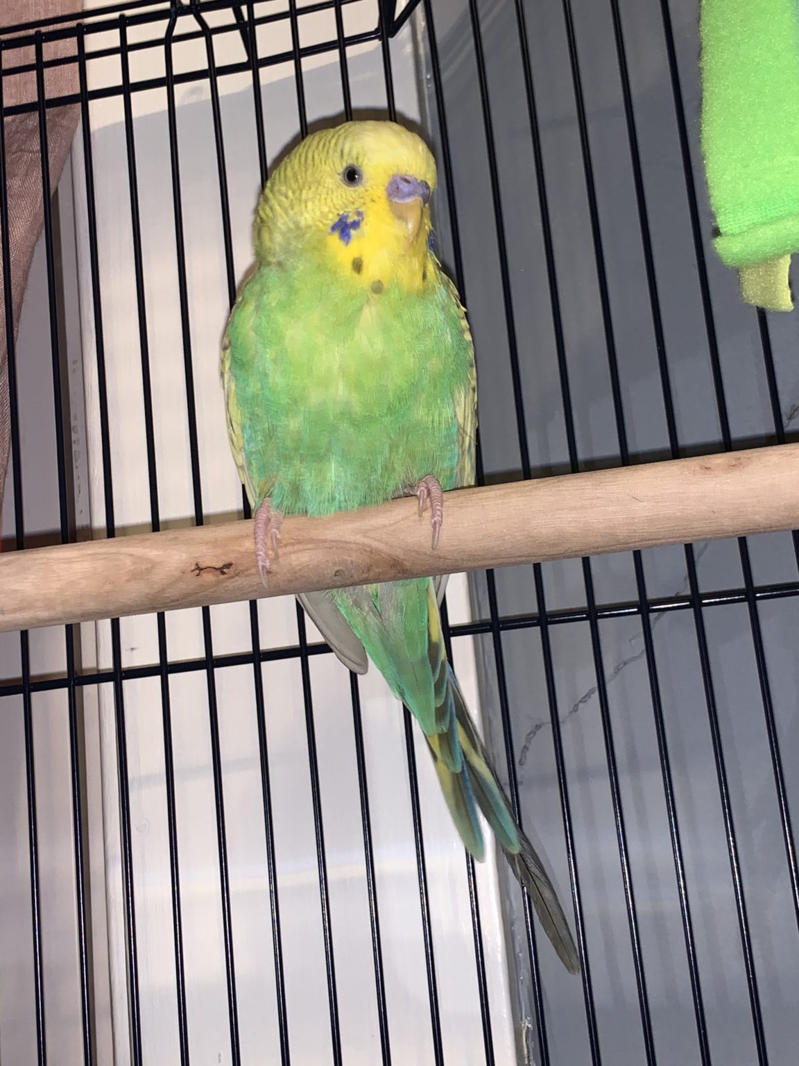 PA, Philadelphia, parakeet budgie. April 3