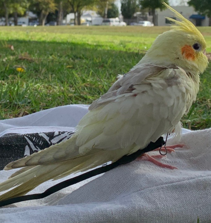 Usa Ca Los Angeles Cockatiel ‘echo Apr 21 20