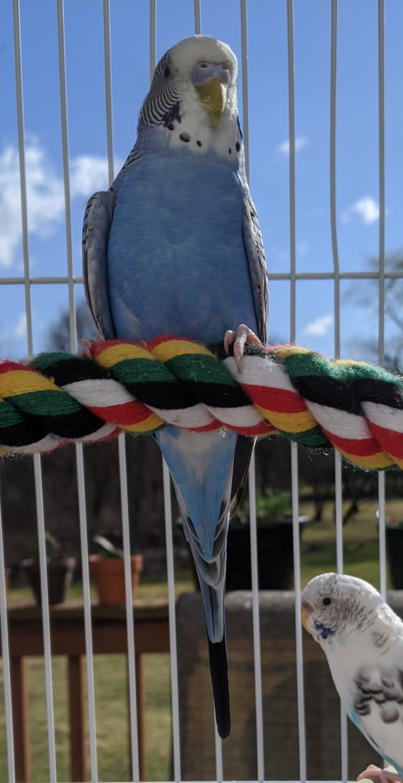 LOST: Ellington, CT, Parakeet “Blue” 4/9/2020