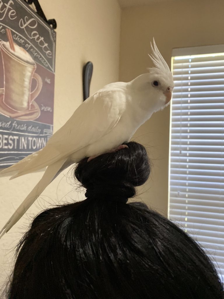 TX, The Woodlands-Cockatiel Albino “Roxy” June 2.20