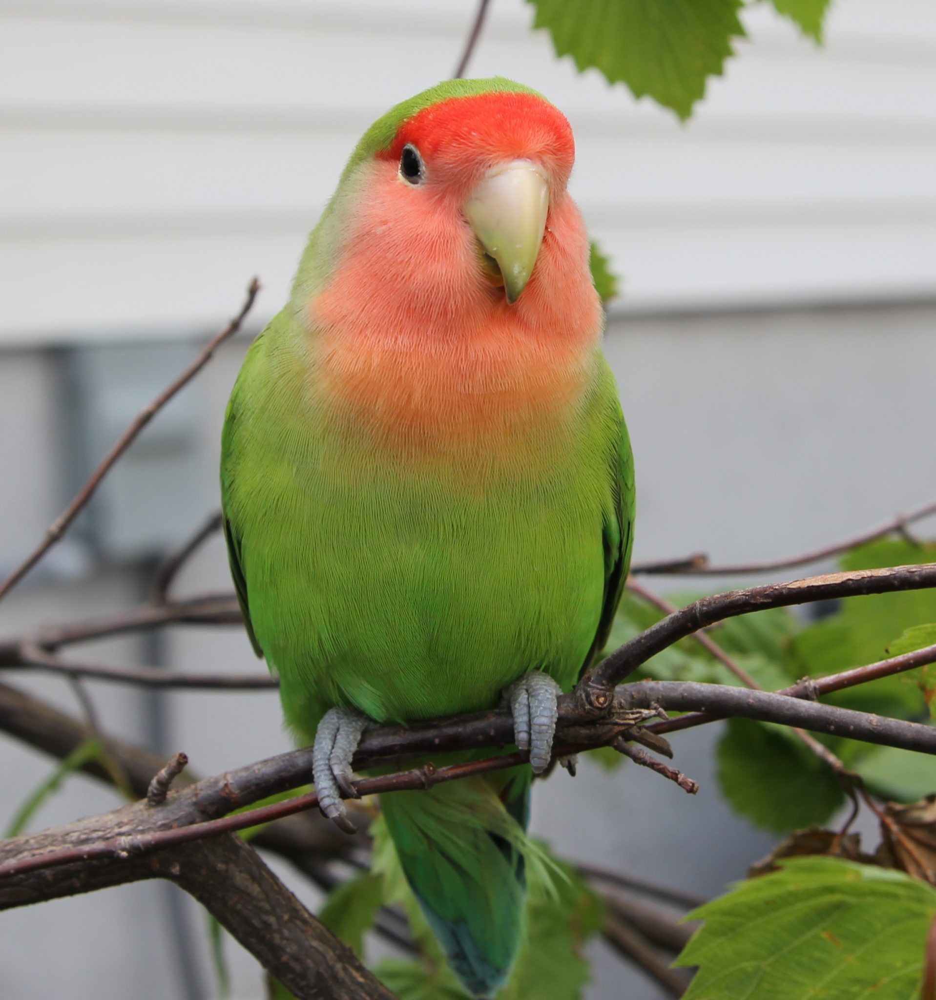 USA New Jersey Fair Lawn Peach Faced Lovebird ‘Peaches’ June 6-20