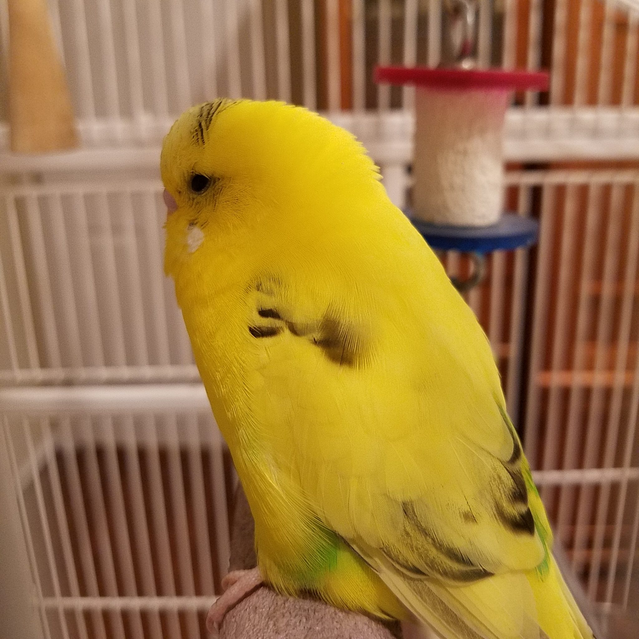 VA,, Manassas Parakeet Budgie Yellow with black and green markings July ...