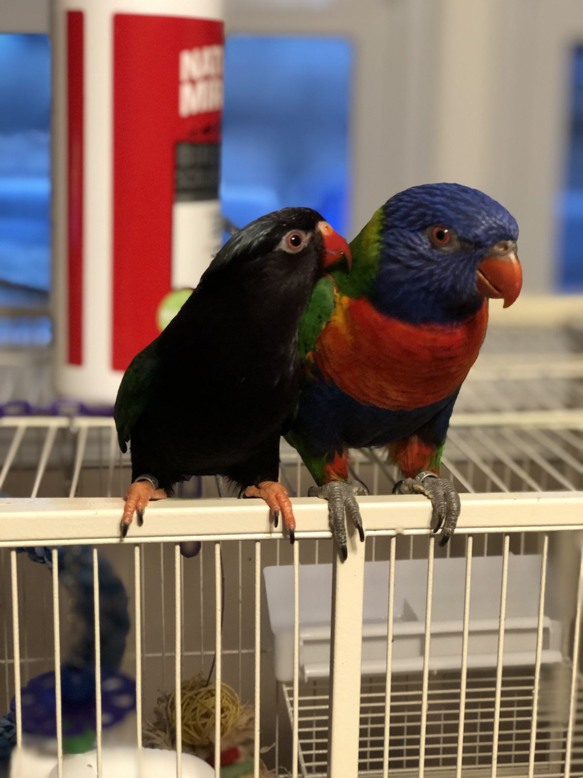 REUNITED!! MA Springfield, Melanistic Stella’s Lorikeet (Black