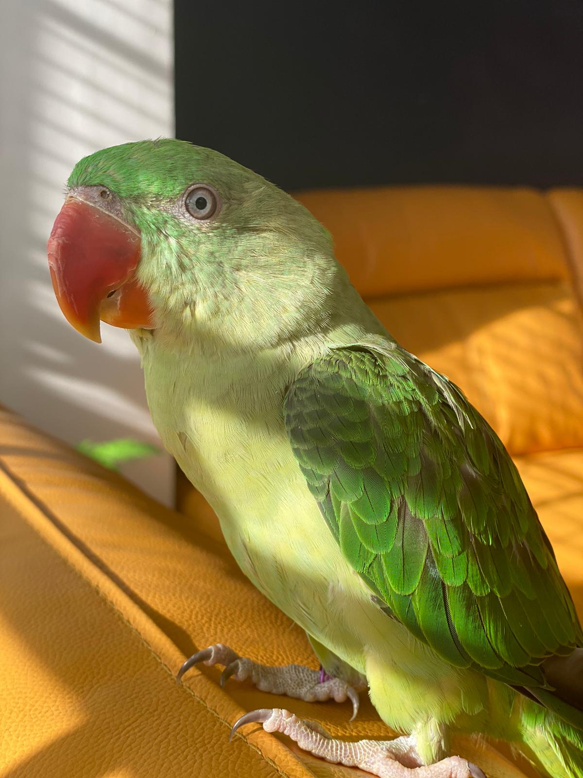 Alexandrine parrot lost on 24th june