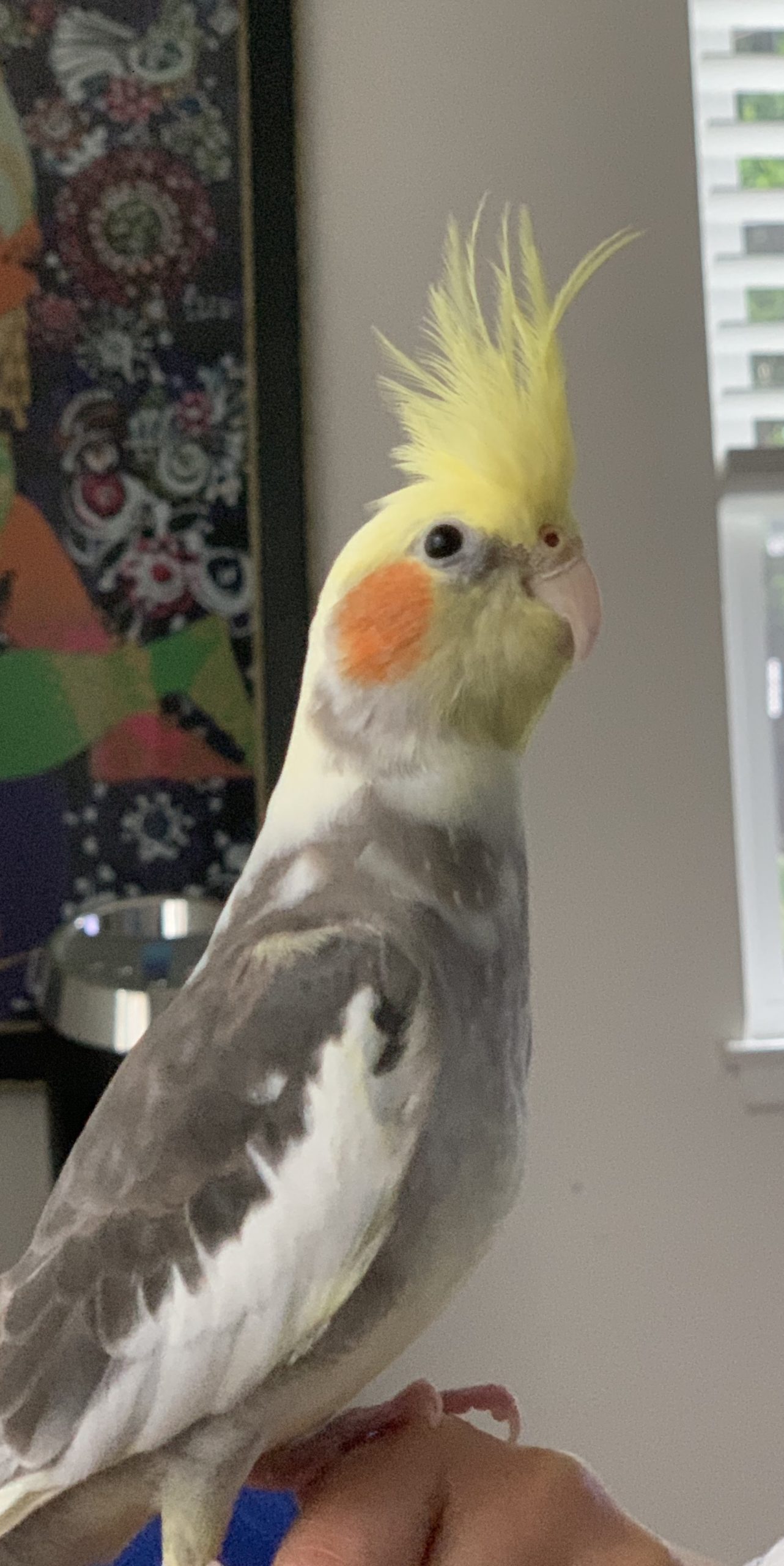 San Diego CA Cinnamon Cockatiel ‘Paco’ July 20-2020