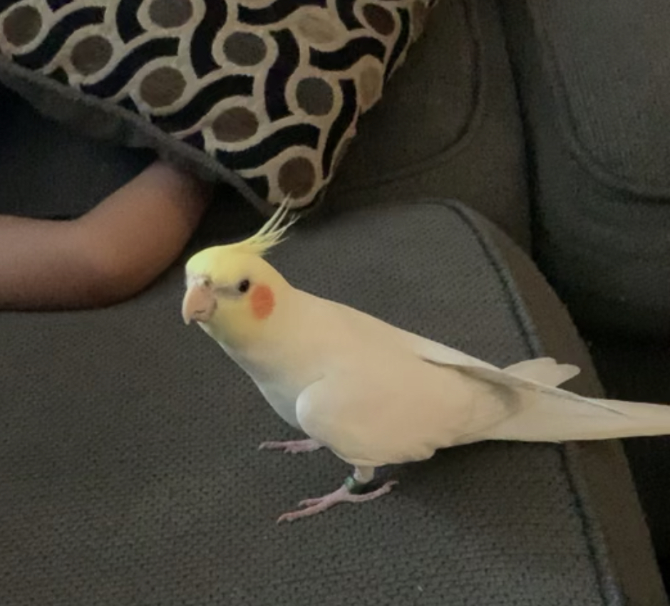 Wildomar, Ca. Cockatiel “Sunny” July 1.20