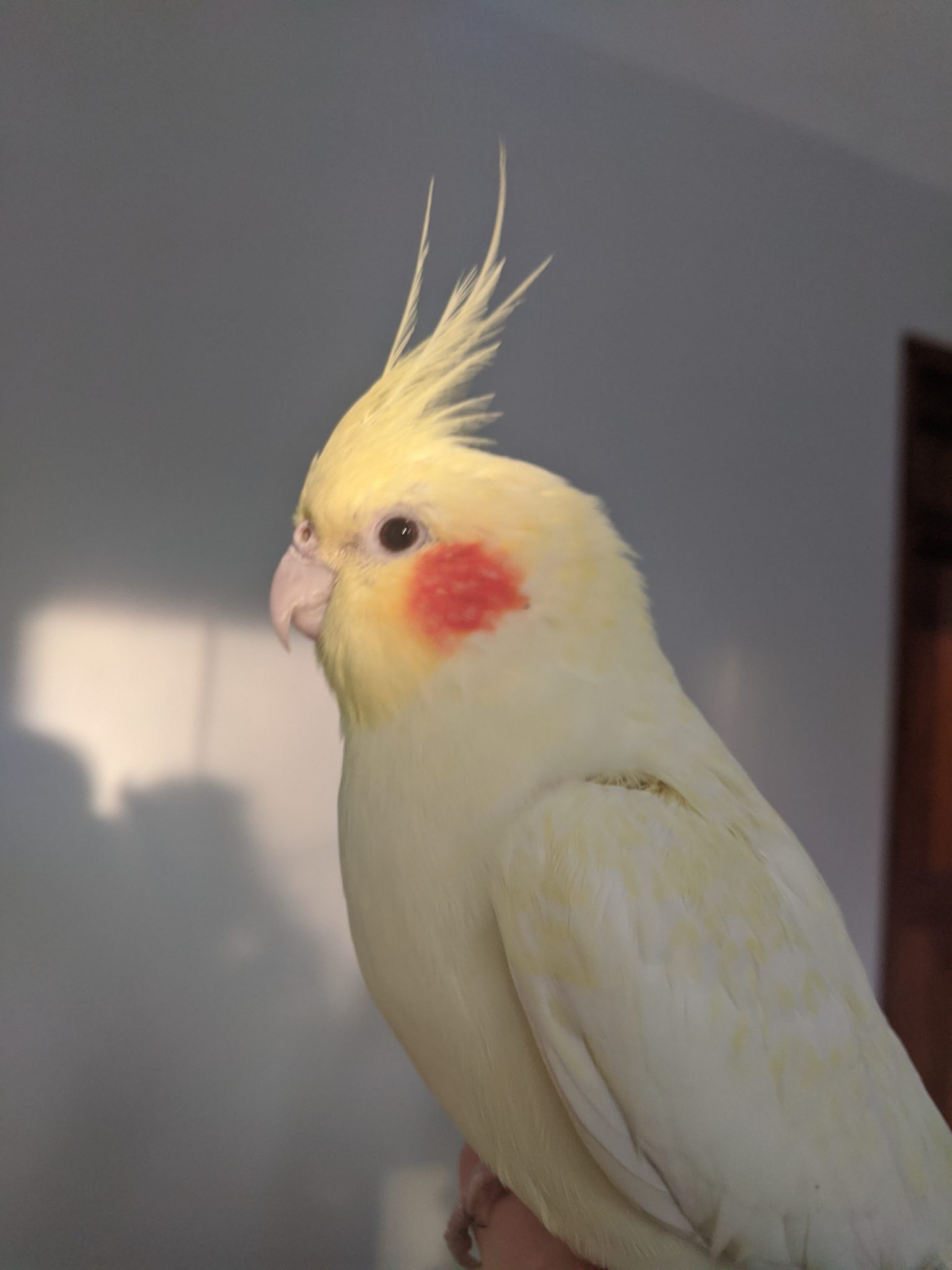 Yellow cockatiel missing