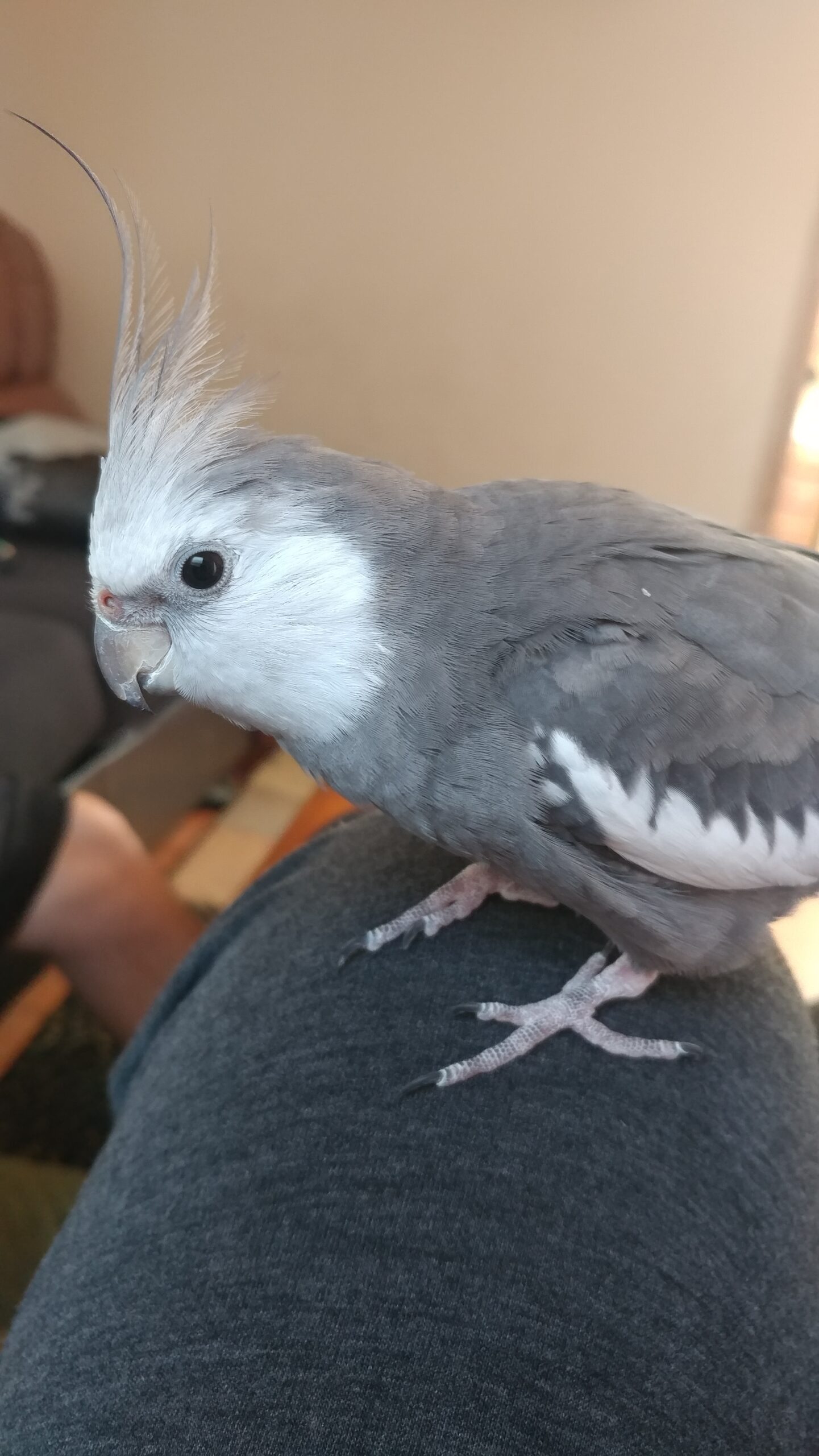UPDATE: REUNITED!! USA Or Medford, white face cockatiel Buddy, Aug 05-20