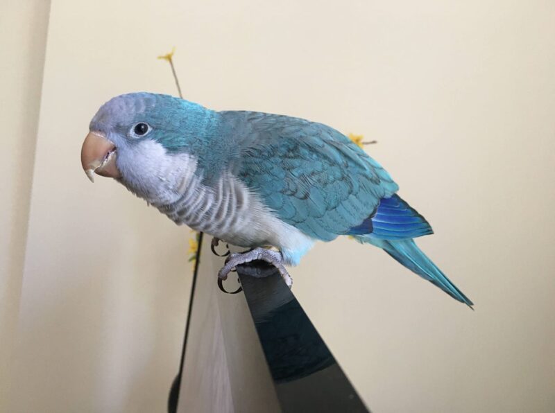 Found: Nyc, Ny, Blue Quaker, Aug 16.2020