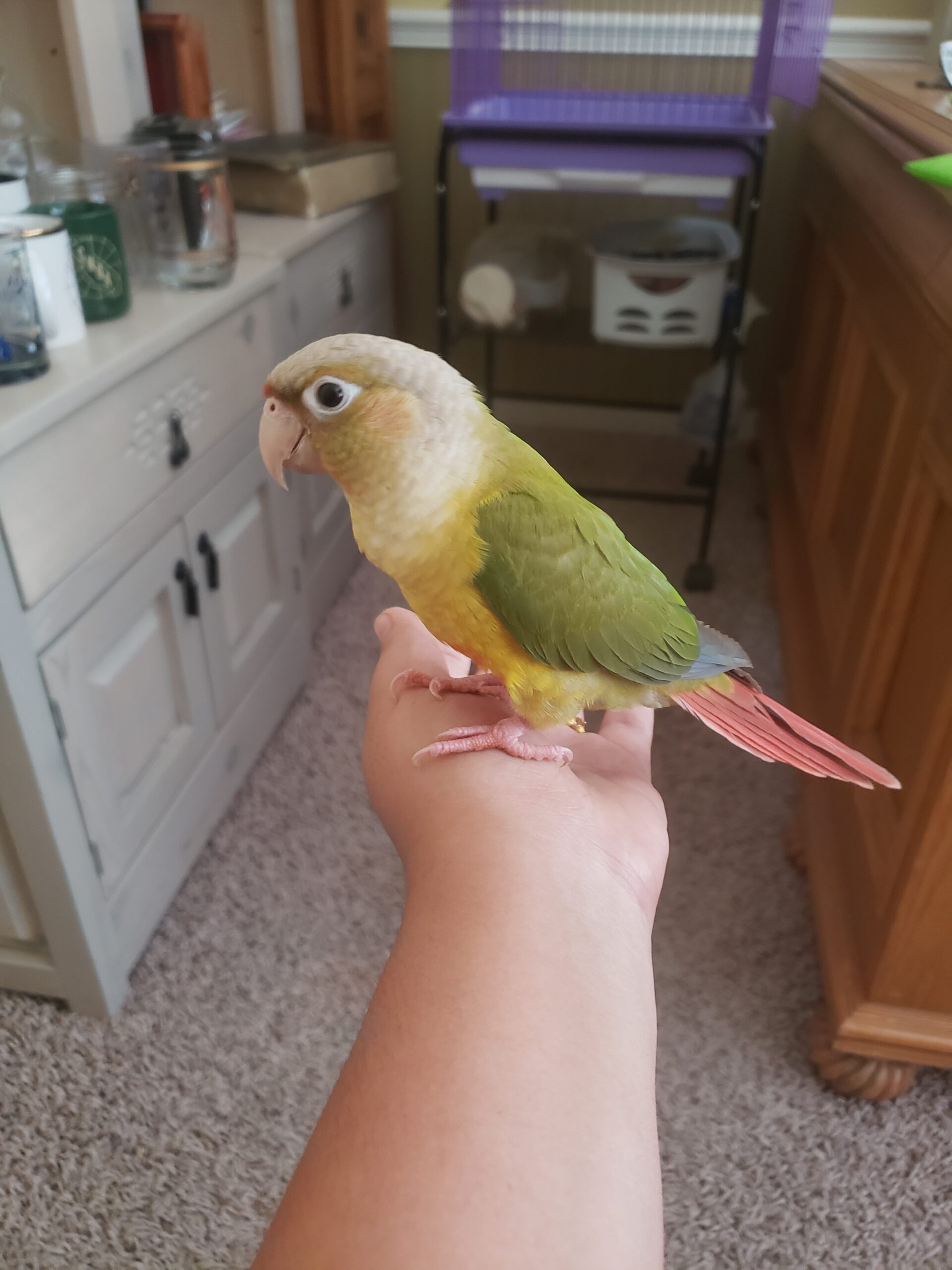 CA, Upland, Pineapple Green cheek conure ‘Penny’ Aug.13