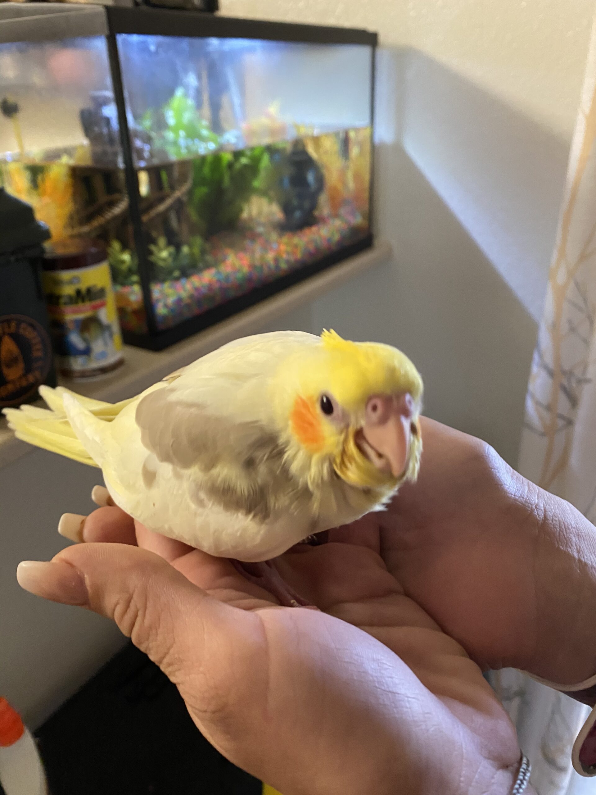 Found Yellow Cockatiel Aug 6 20 