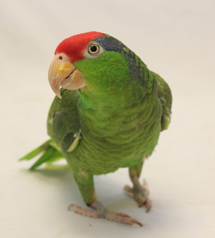 parrot rescue columbus ohio