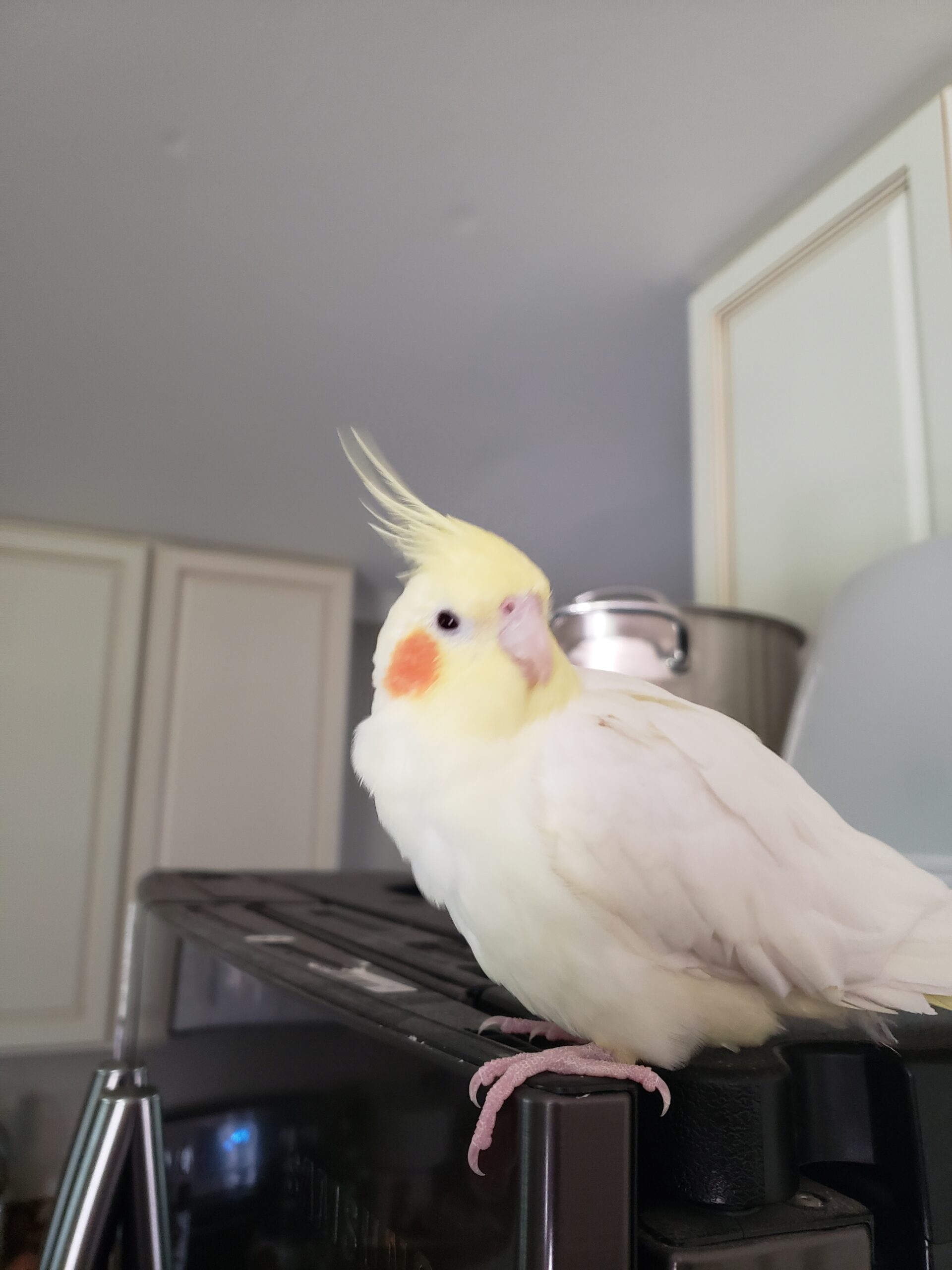 Cockatiel Lutino ‘Pikachu’ Oct 1