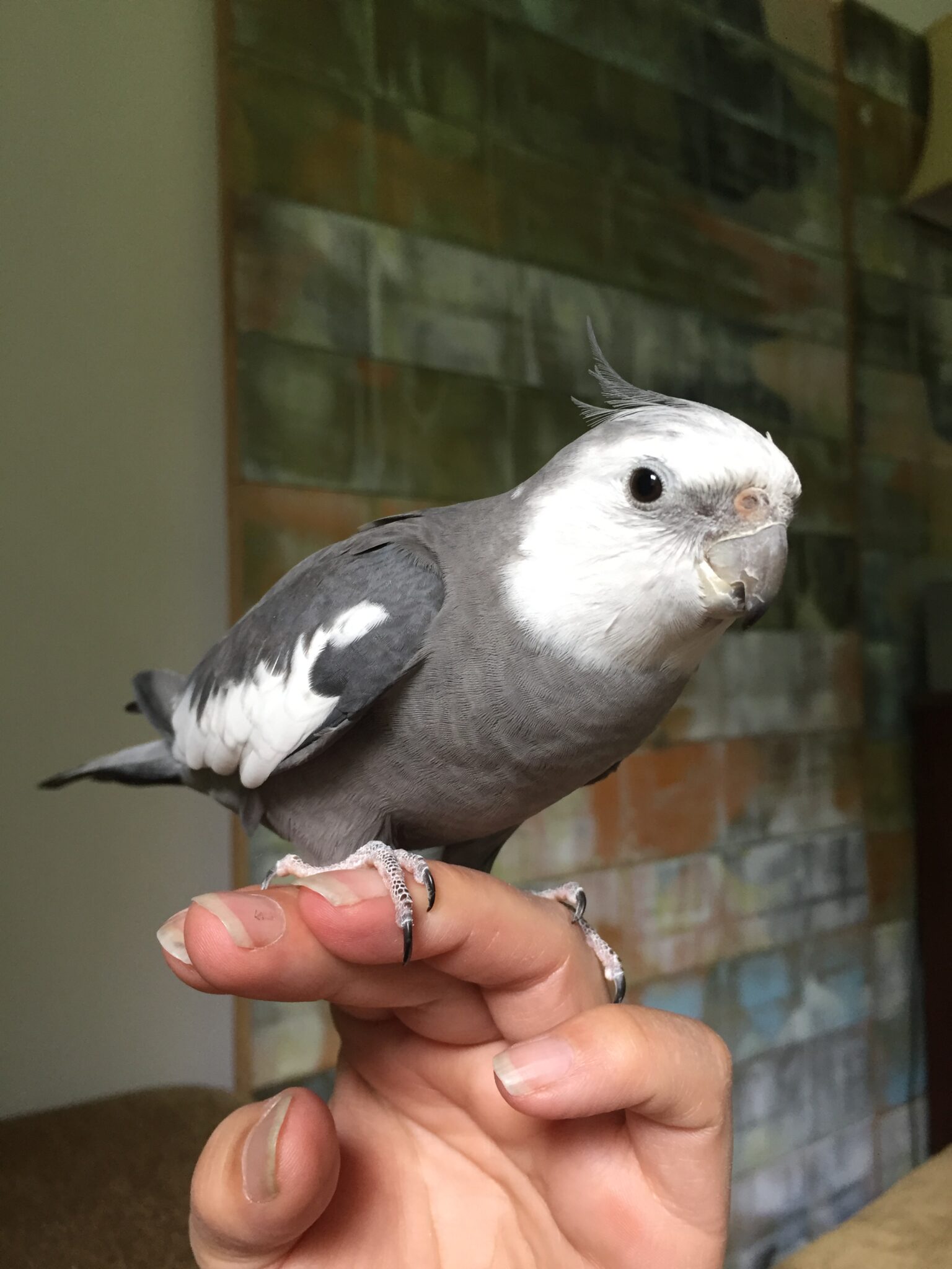 White Faced Male Cockatiel Halethorpe Relay MD OCT 13 2020   FB92CE0C BFB3 464E 83E3 209F08B0B6BE 1536x2048 