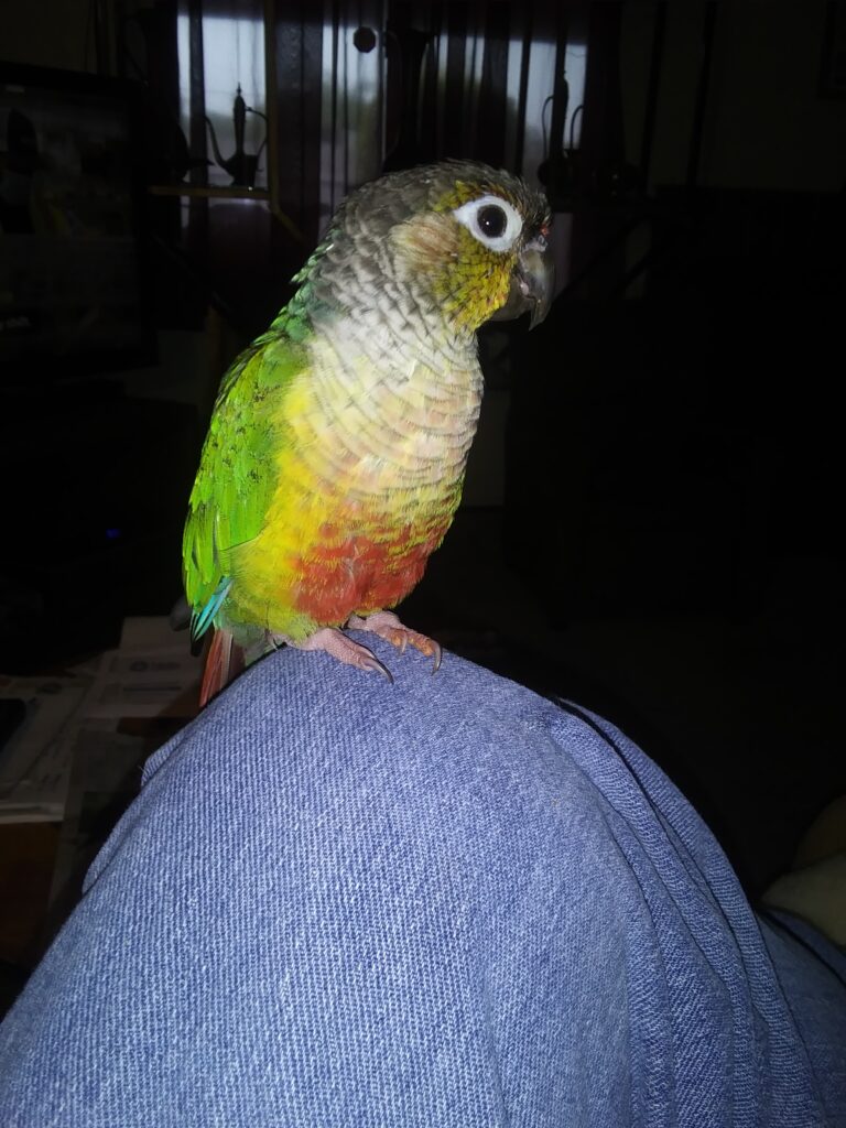 UPDATE: REUNITED!! Lost Green Cheek Conure Parrot Spring Valley Ca. 91977