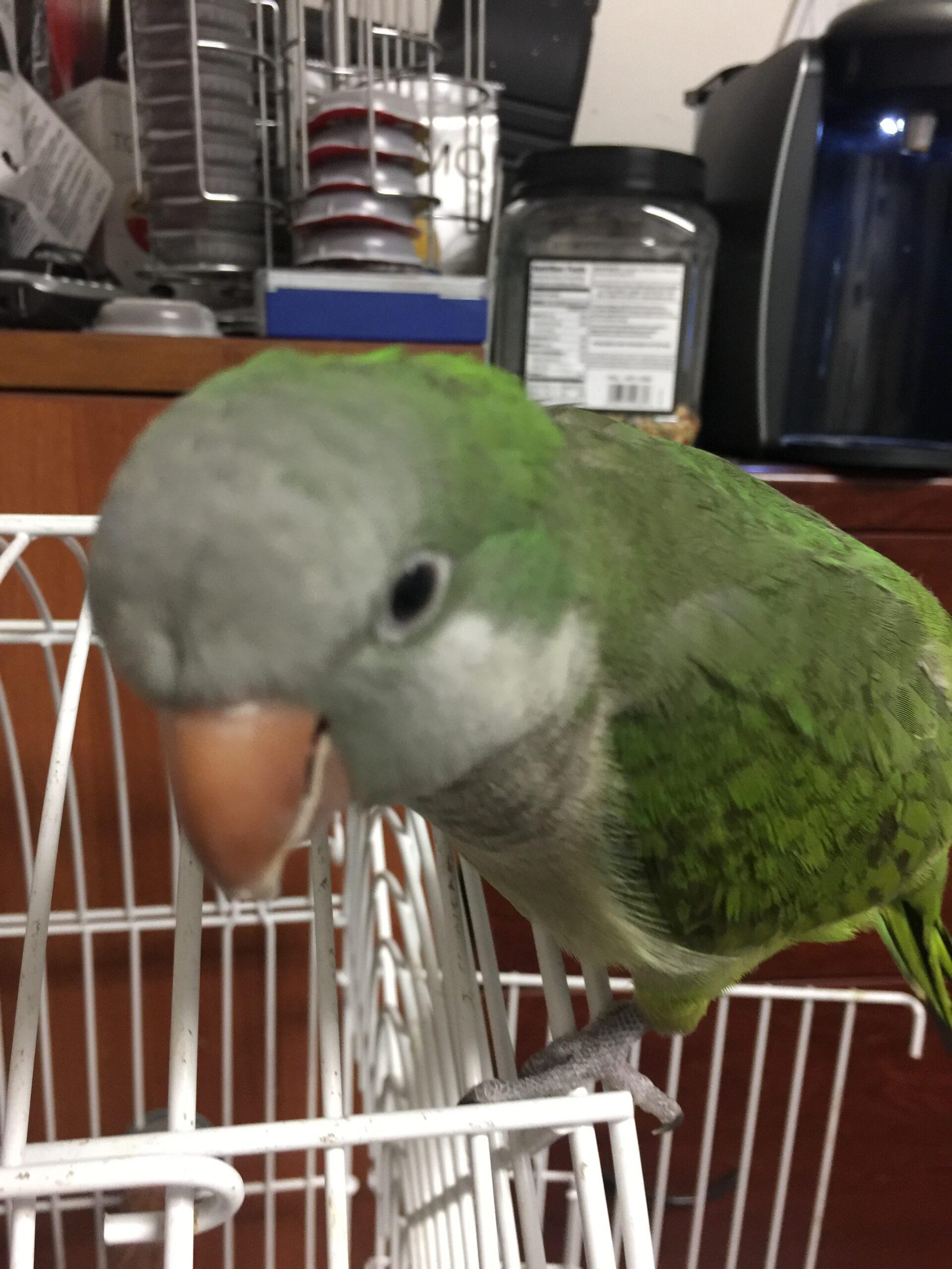 REUNITED USA FL Boynton Beach, Quaker Parrot Luke Nov 13 2020