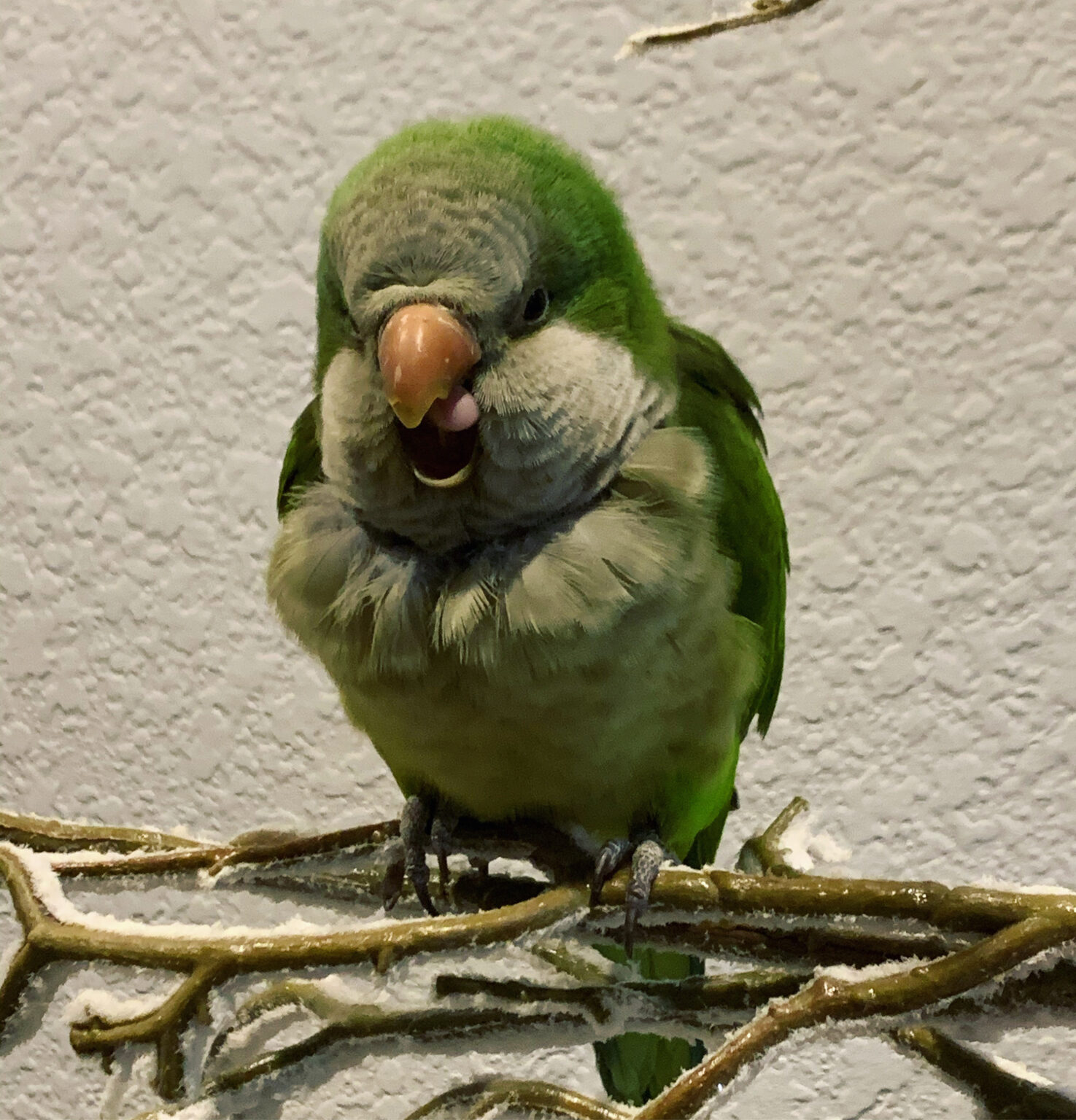 Quaker Parrot