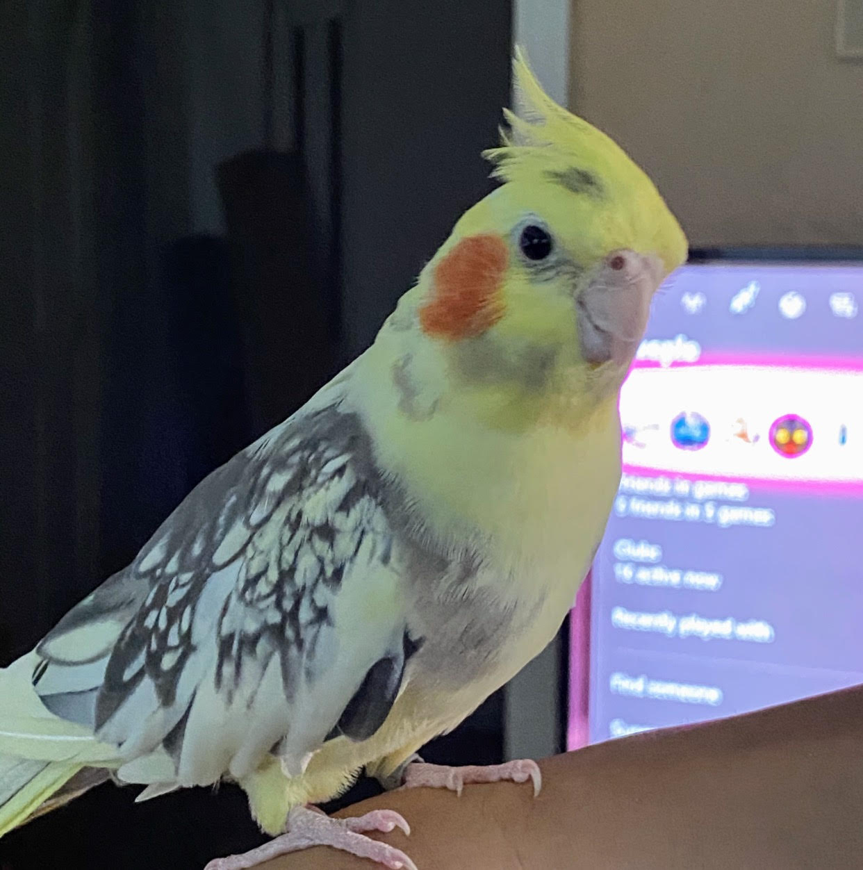 Usa Ca Martinez Yellow Pearl Cockatiel ‘monroe March 292021 