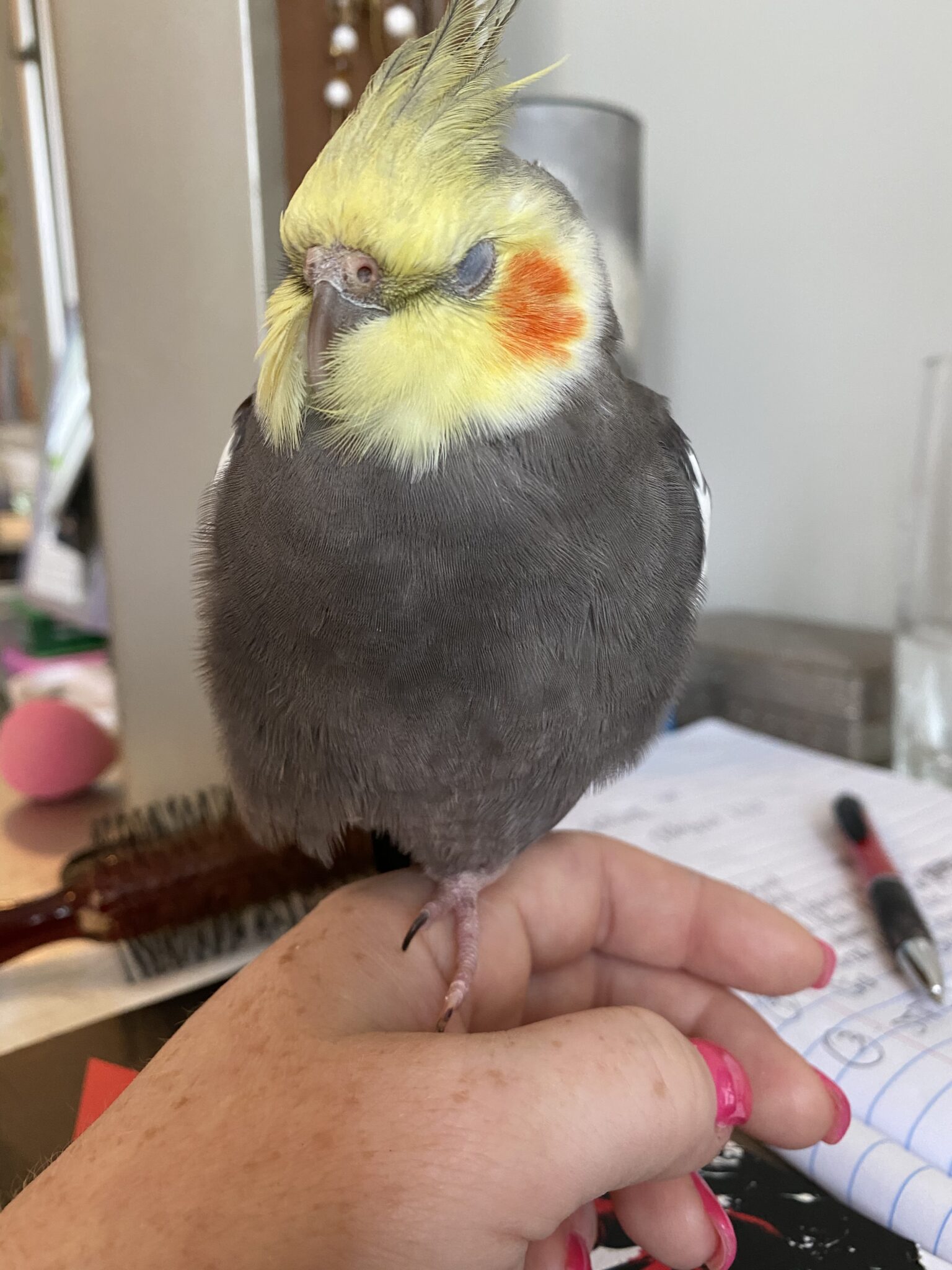 Jackson, NJ 08527 normal gray cockatiel