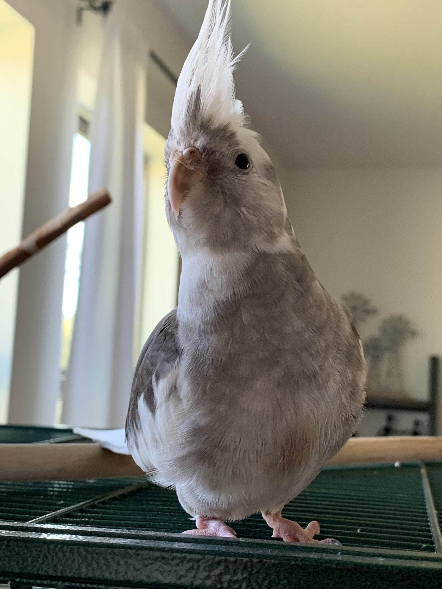 Fl Orlando Cockatiel White Faced “jojo” May 13 21