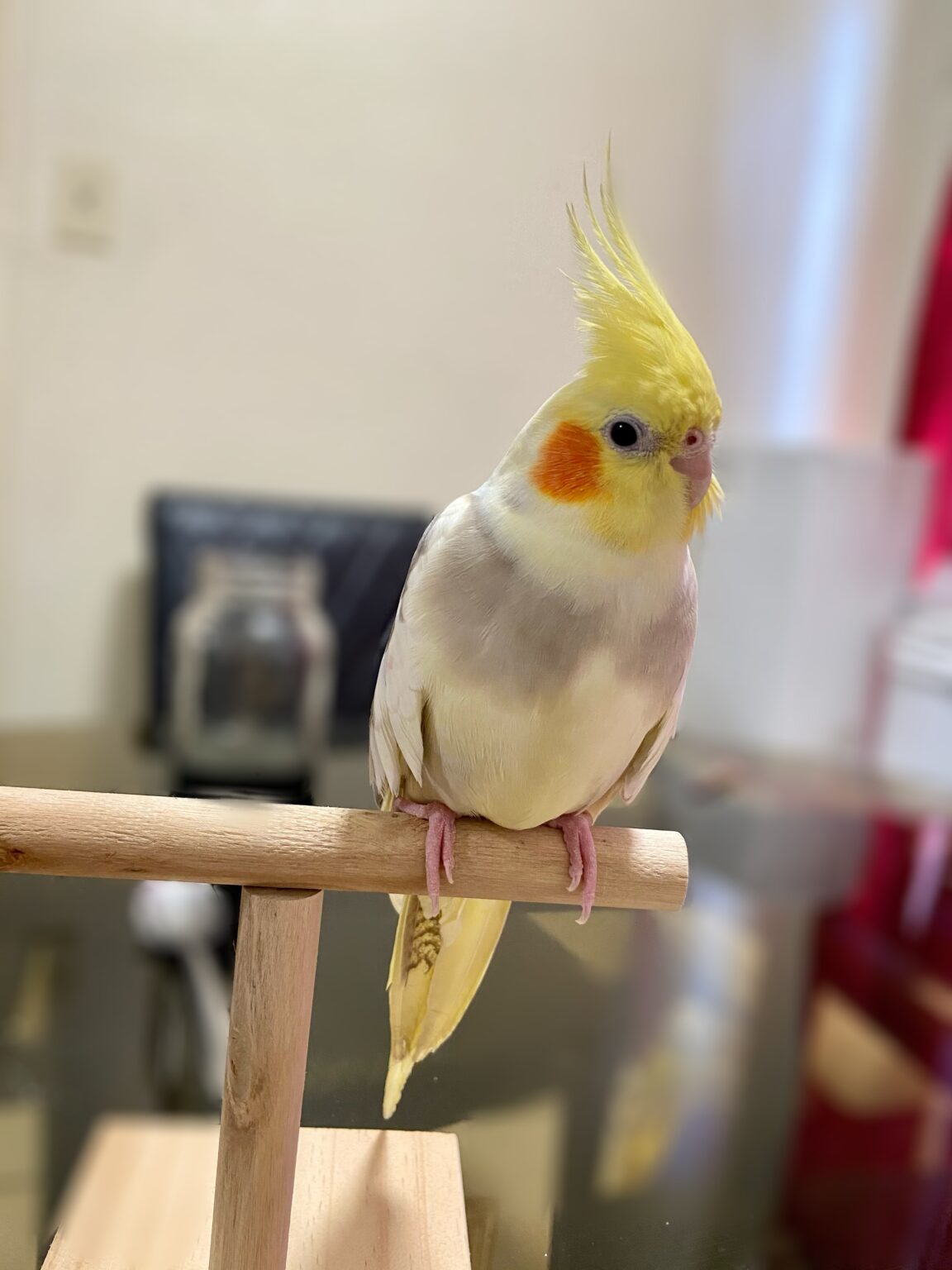 Los Angeles, California Lost Young Cockatiel