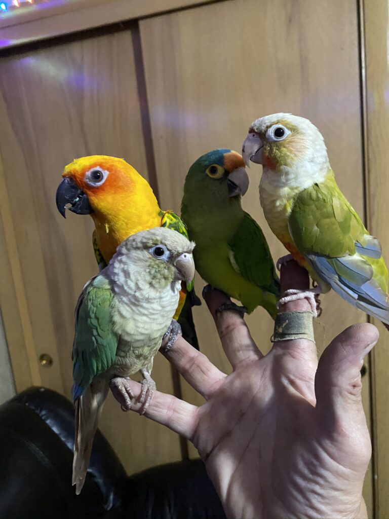 USA illinois turquoise conure