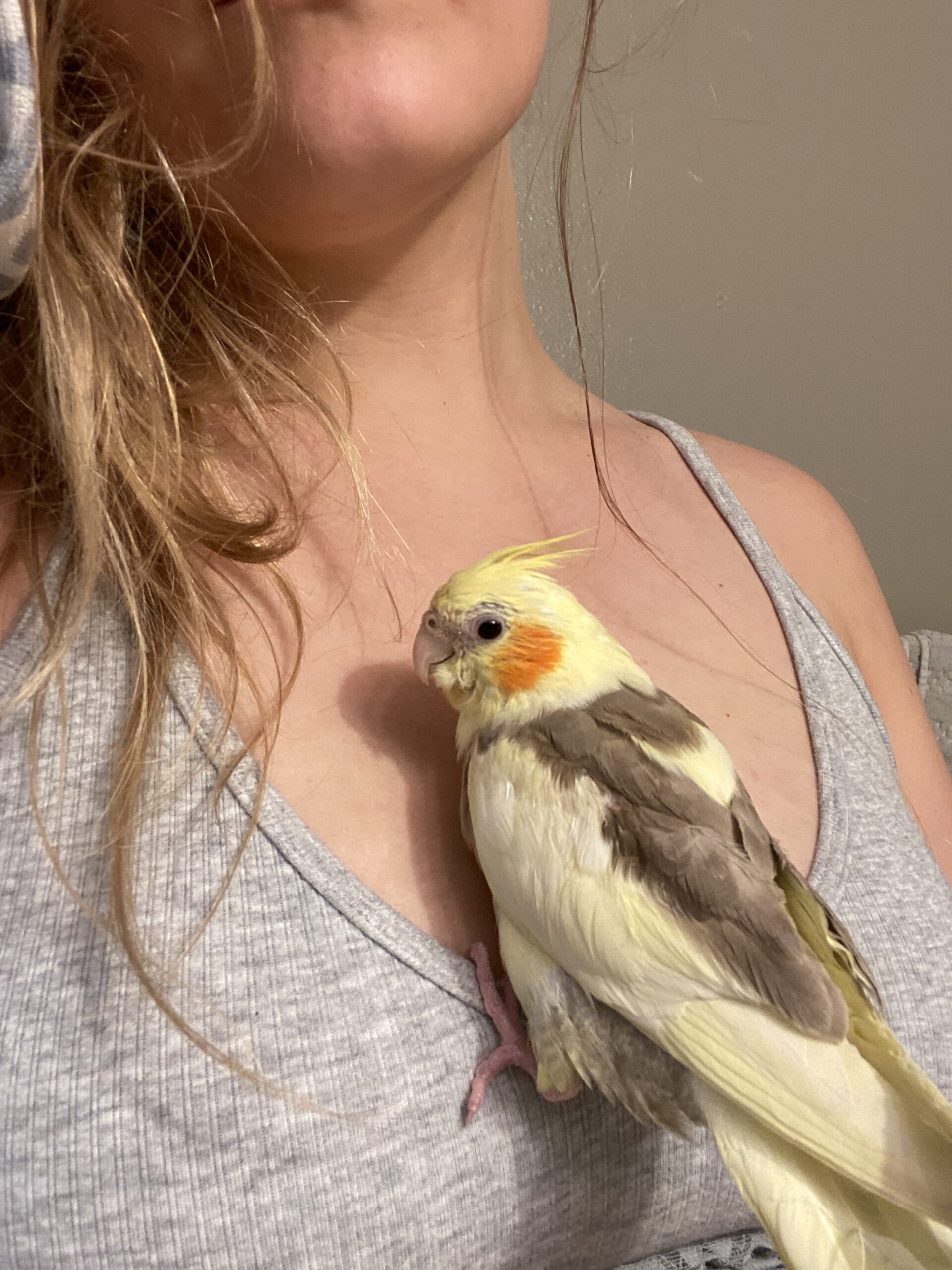 Lost Florida Orlando Cockatiel Cooper Jun 27 2021 7297