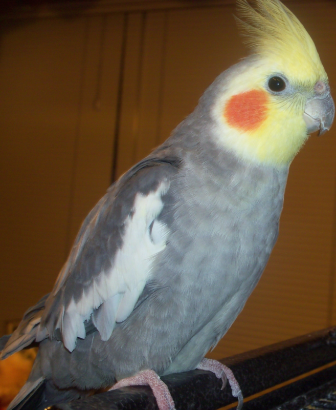 Lost Pennsylvania Lansdale Cockatielbirdie June 621 2867