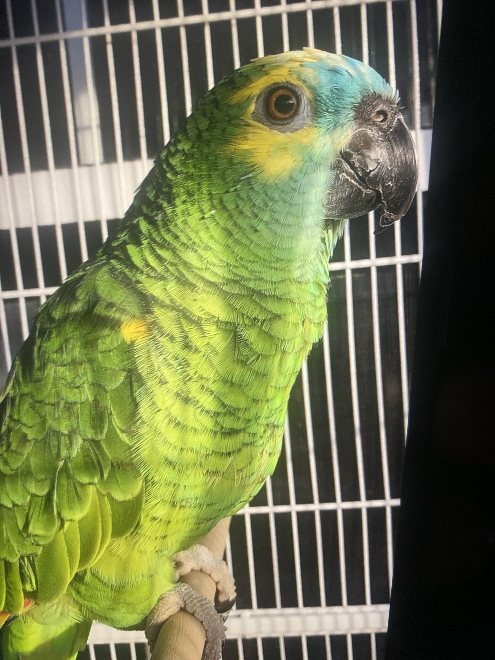 USA GA Auburn, Blue crowned amazon parrot”carmen” 6/2/21