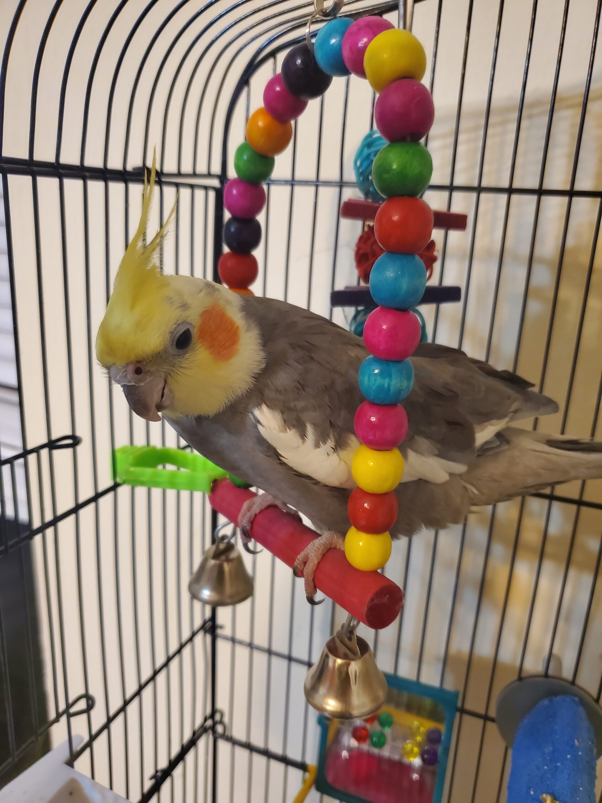 Cinnamon Cockatiel Lost In Md 4090