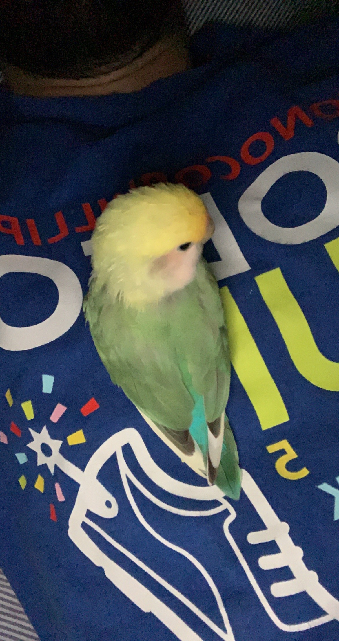 nc-raleigh-green-lovebird-buddy-aug-18-21