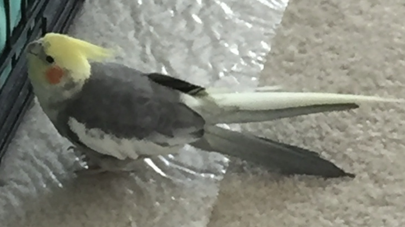 Usa California Morgan Hill Yellow Faced Cockatiel Nov 27 2021 5981