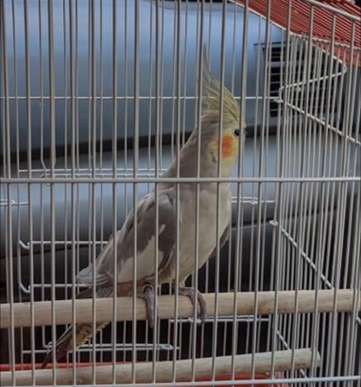 Va Manassas Cockatiel Yellow Faced ‘isabelle Oct 1st 2022 3108