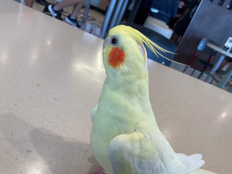 Celebration Fl Clear Pied Cockatiel All Yellow Male “pika” Oct 20 2022 