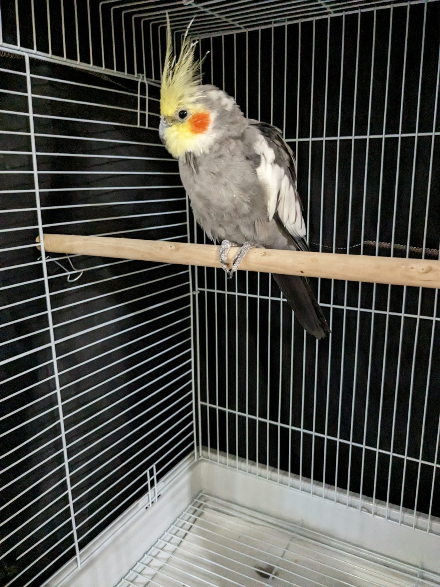 UPDATE: BIRD HAD BEEN REHOMED! CA, Union City, Cockatiel June 16th 2024